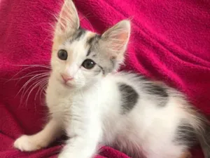 Gato raça  idade 2 a 6 meses nome Sem nome 