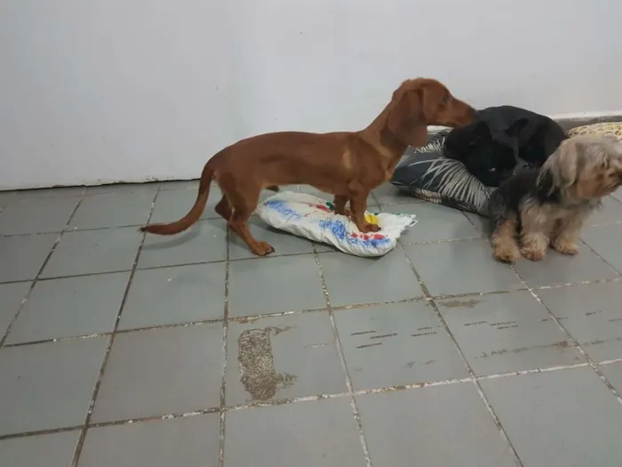 Cachorro ra a Basset Dash idade 7 a 11 meses nome Beto