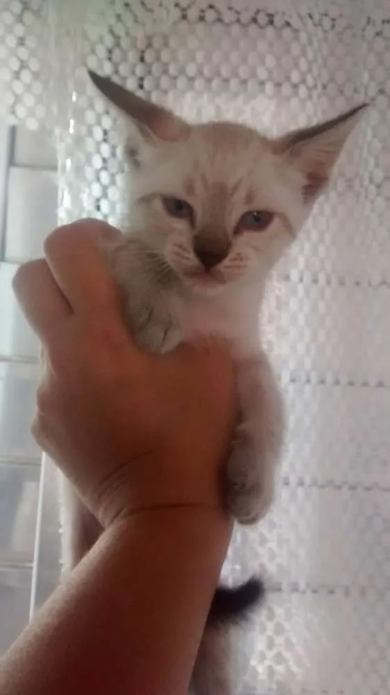 Gato ra a Vira lata idade 2 a 6 meses nome Sem nome