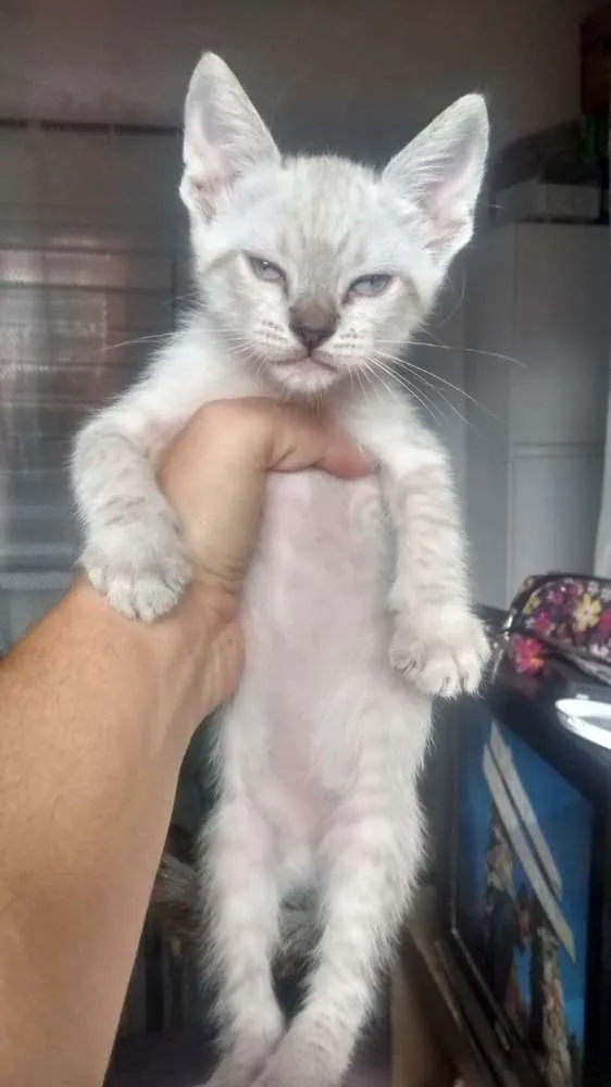 Gato ra a Vira lata idade 2 a 6 meses nome Sem nome