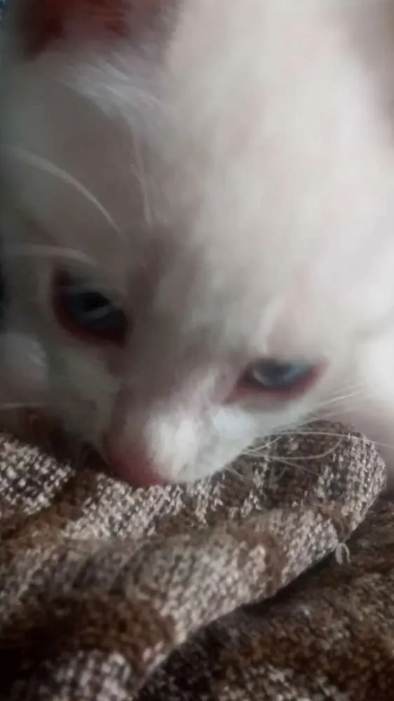Gato ra a Vira lata idade 2 a 6 meses nome Sem nome
