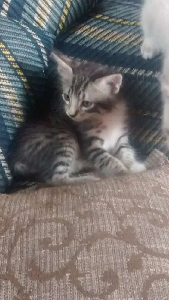 Gato ra a Vira lata idade 2 a 6 meses nome Sem nome