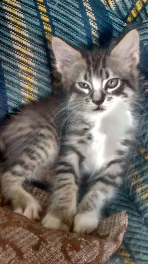 Gato ra a Vira lata idade 2 a 6 meses nome Sem nome
