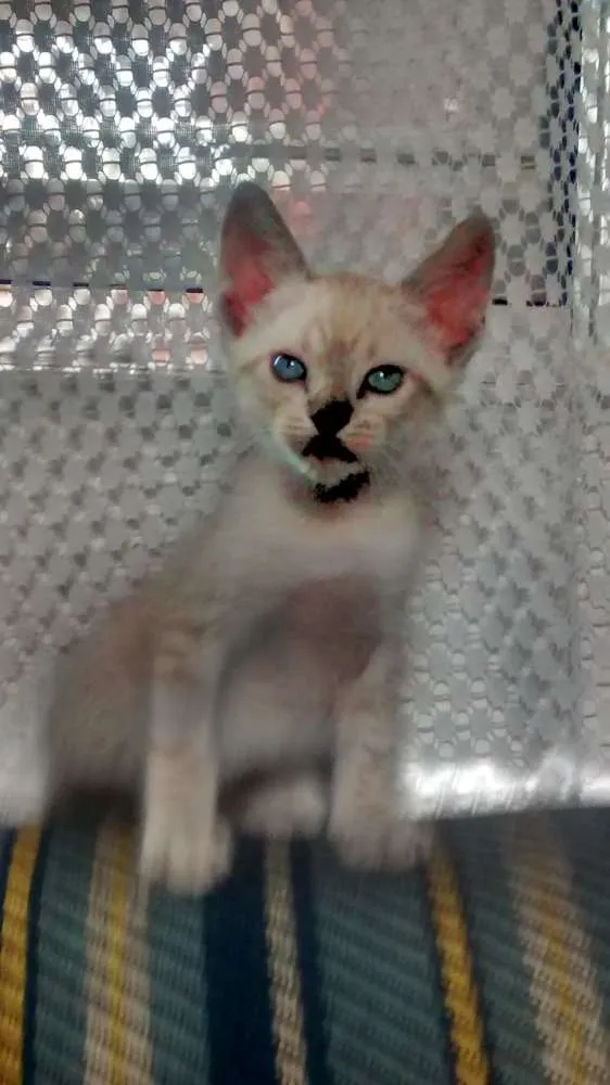 Gato ra a Vira lata idade 2 a 6 meses nome Sem nome