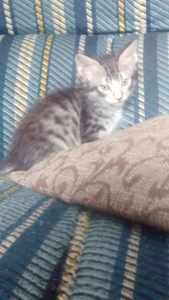 Gato ra a Vira lata idade 2 a 6 meses nome Sem nome