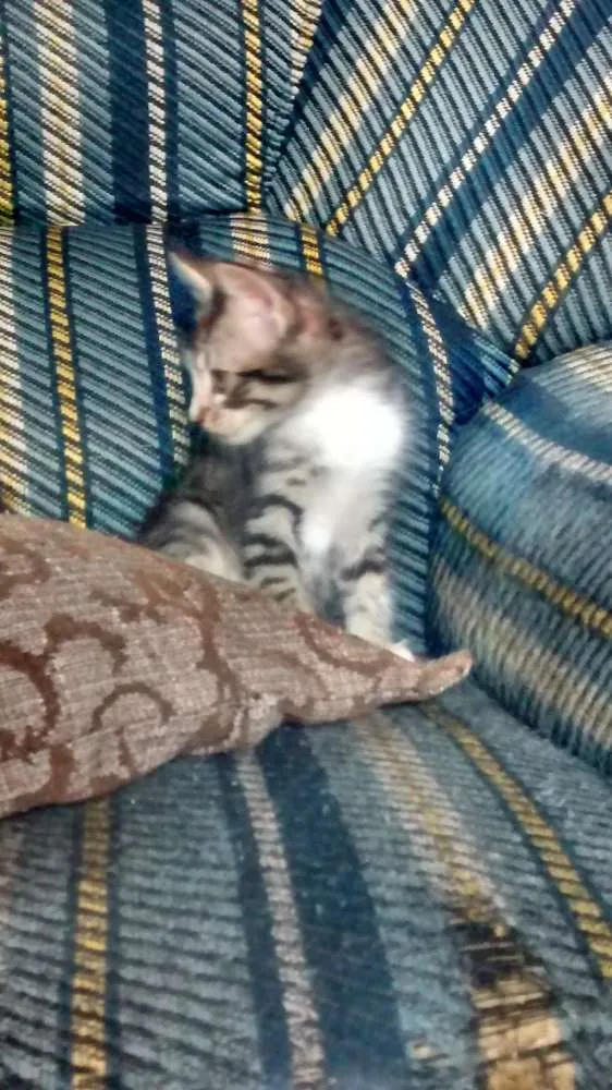 Gato ra a Vira lata idade 2 a 6 meses nome Sem nome