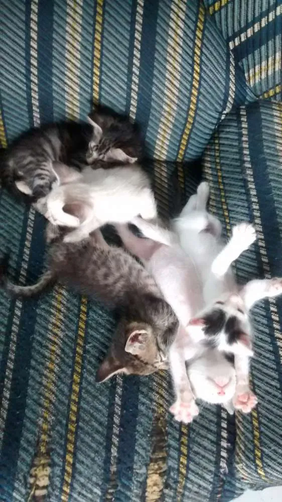 Gato ra a Vira lata idade 2 a 6 meses nome Sem nome