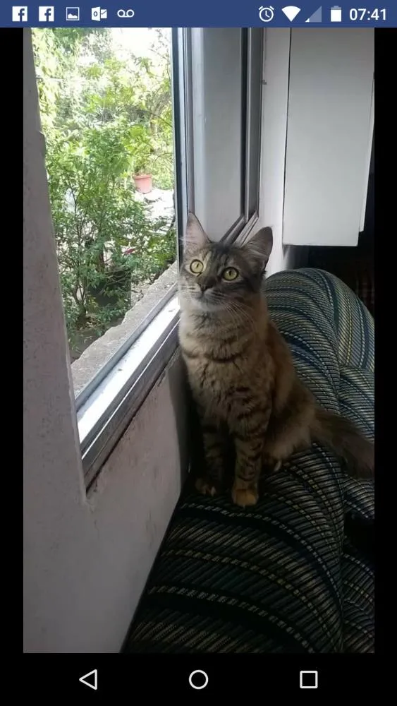 Gato ra a Vira lata idade 2 a 6 meses nome Sem nome