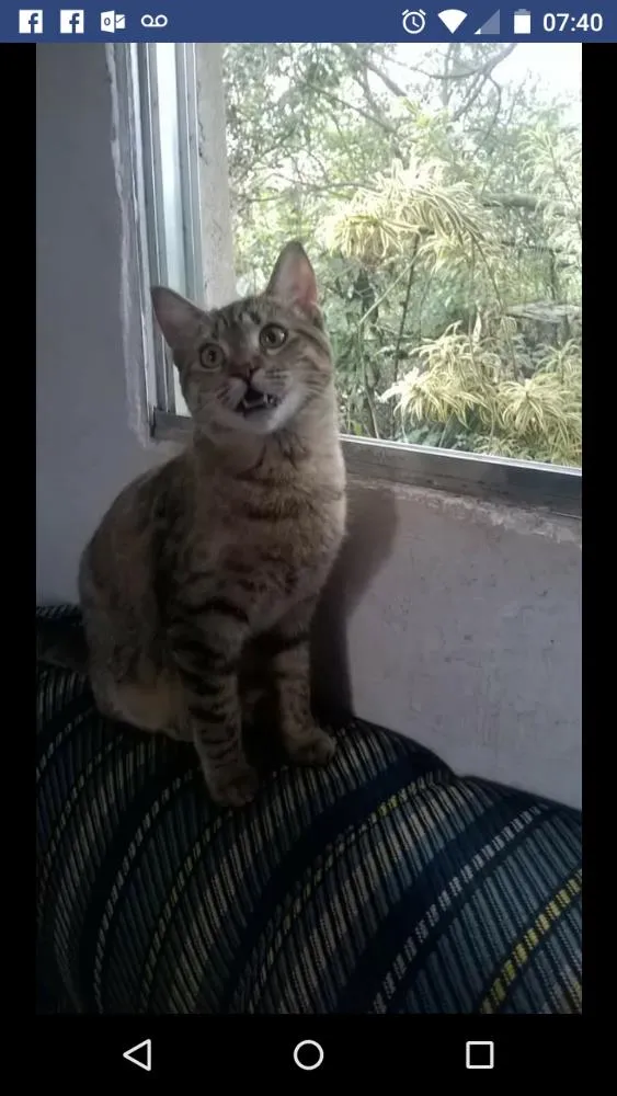 Gato ra a Vira lata idade 2 a 6 meses nome Sem nome