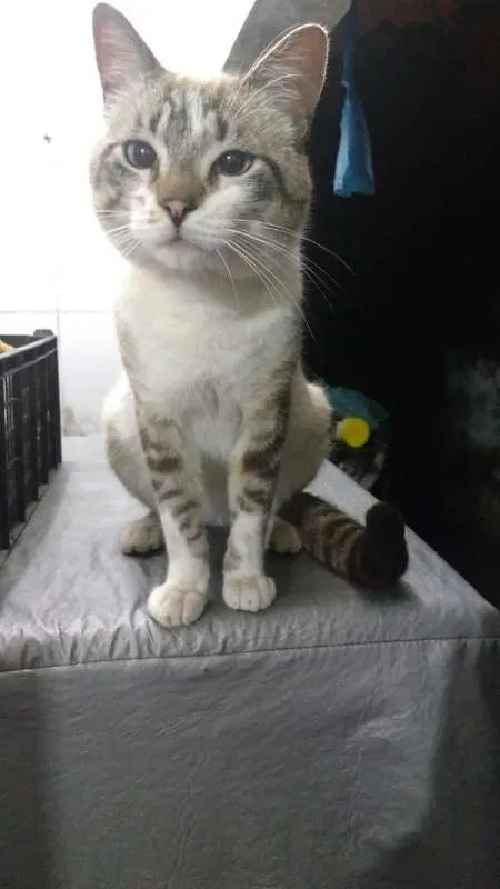 Gato ra a SRD idade 1 ano nome Ed