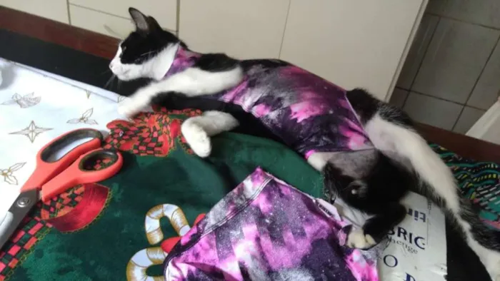 Gato ra a srd idade 1 ano nome Frajola