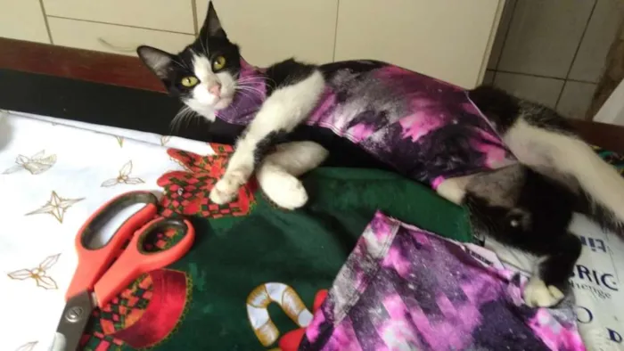 Gato ra a srd idade 1 ano nome Frajola