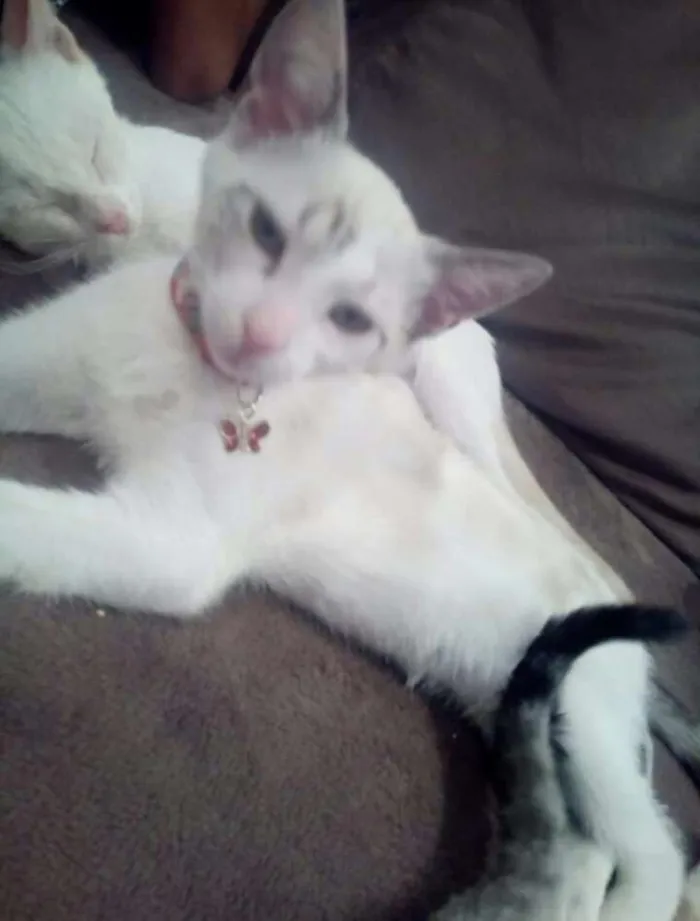 Gato raça  idade 2 a 6 meses nome Nina 