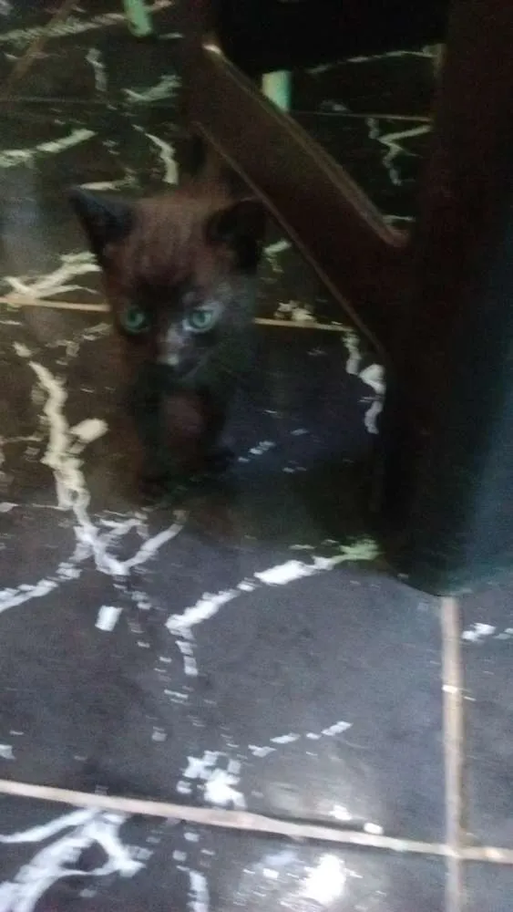 Gato ra a Vila lata idade Abaixo de 2 meses nome Negão