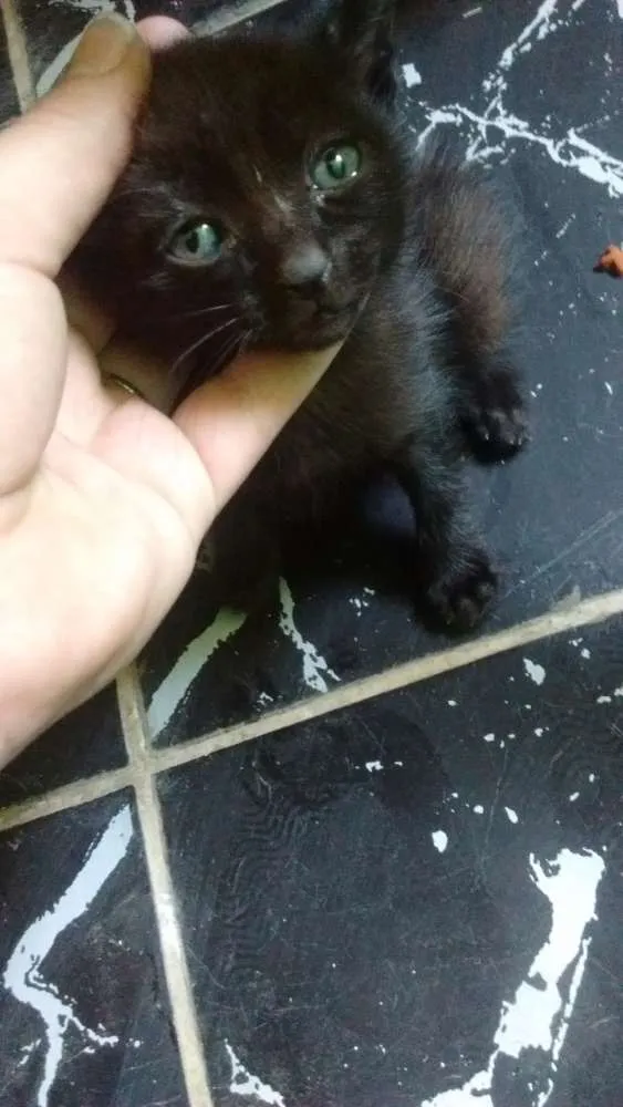 Gato ra a Vila lata idade Abaixo de 2 meses nome Negão