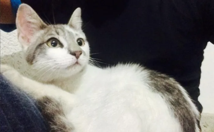 Gato ra a SRD idade 7 a 11 meses nome Fuleco
