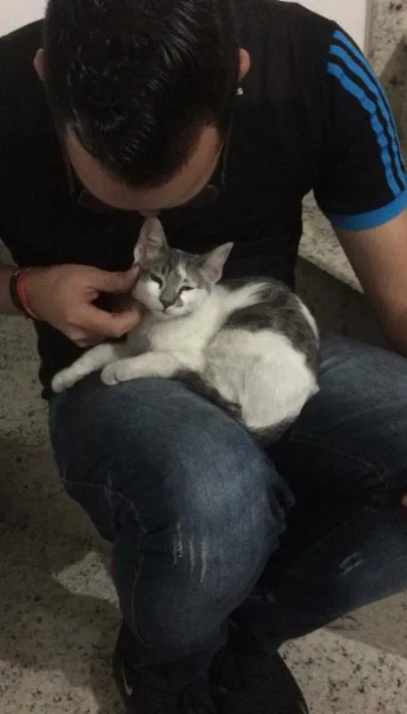 Gato ra a SRD idade 7 a 11 meses nome Fuleco