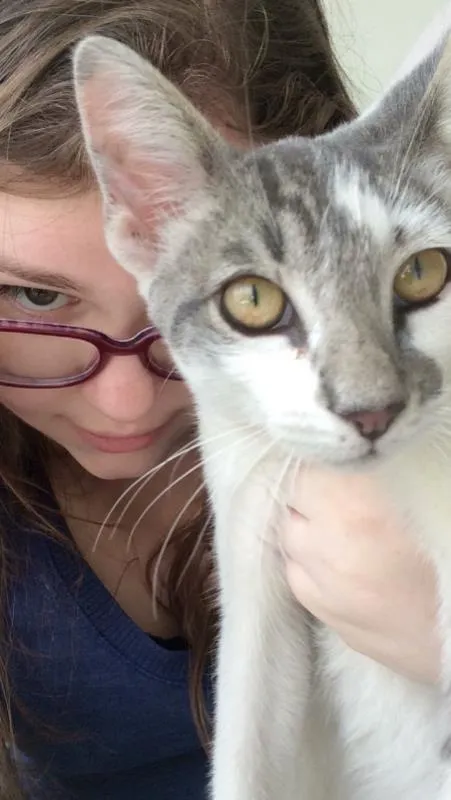 Gato ra a SRD idade 7 a 11 meses nome Fuleco