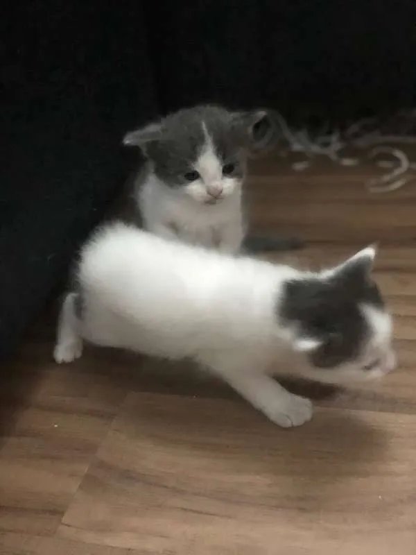 Gato ra a SRD idade Abaixo de 2 meses nome Sem nome