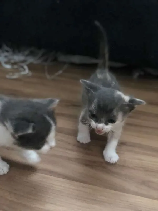 Gato ra a SRD idade Abaixo de 2 meses nome Sem nome