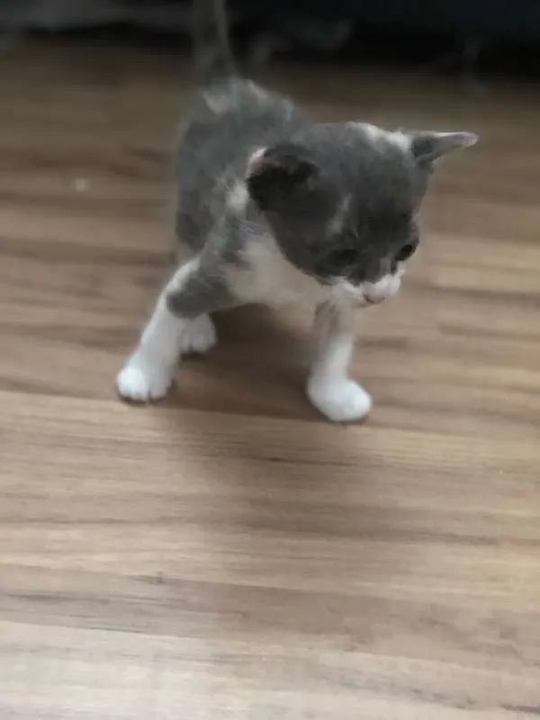 Gato ra a SRD idade Abaixo de 2 meses nome Sem nome