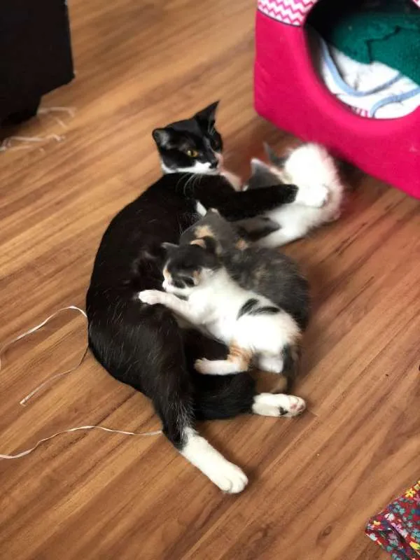 Gato ra a SRD idade Abaixo de 2 meses nome Sem nome