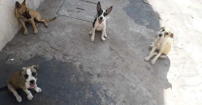 Cachorro raça Vira lata idade 2 a 6 meses nome Sem nome