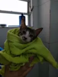 Tom