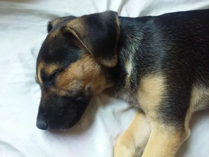 Cachorro ra a vira lata idade 2 a 6 meses nome ziko
