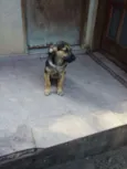 ziko