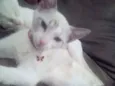 Nina 