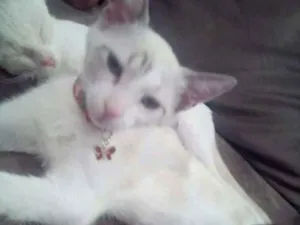Gato raça  idade 2 a 6 meses nome Nina 