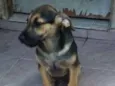 ziko