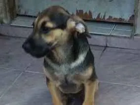 Cachorro ra a vira lata idade 2 a 6 meses nome ziko