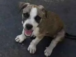 Cachorro raça Vira lata idade 2 a 6 meses nome Sem nome