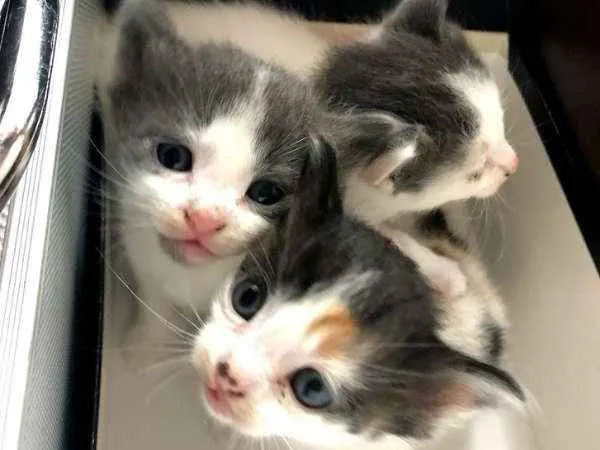 Gato ra a SRD idade Abaixo de 2 meses nome Sem nome