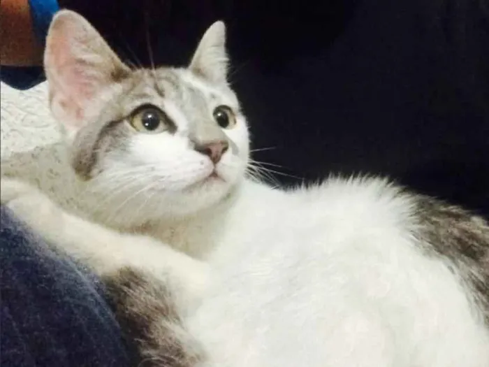 Gato ra a SRD idade 7 a 11 meses nome Fuleco