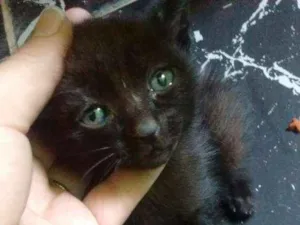 Gato raça Vila lata idade Abaixo de 2 meses nome Negão