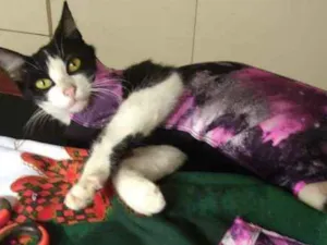 Gato raça srd idade 1 ano nome Frajola