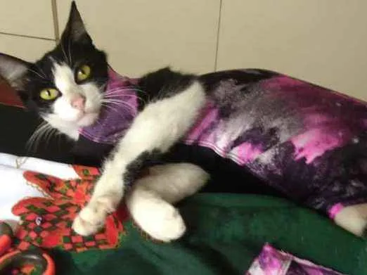 Gato ra a srd idade 1 ano nome Frajola