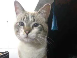 Gato raça SRD idade 1 ano nome Ed