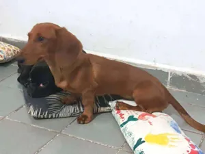 Cachorro raça Basset Dash idade 7 a 11 meses nome Beto