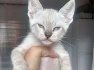 Gato raça Vira lata idade 2 a 6 meses nome Sem nome
