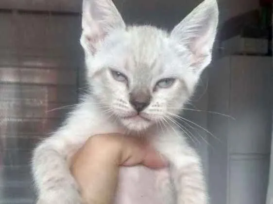 Gato ra a Vira lata idade 2 a 6 meses nome Sem nome