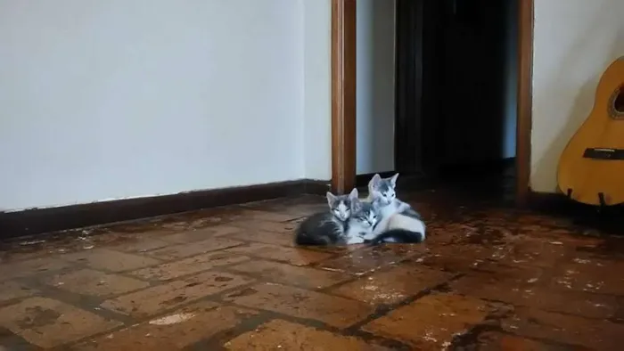 Gato ra a Vira-Lata idade Abaixo de 2 meses nome ---