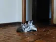 ---