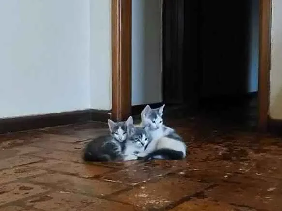 Gato ra a Vira-Lata idade Abaixo de 2 meses nome ---
