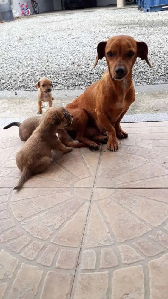 Cachorro ra a Mistura salchicha idade Abaixo de 2 meses nome Sem nome