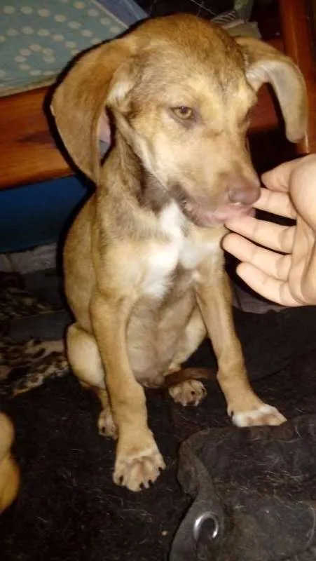 Cachorro ra a vira-lata idade 2 a 6 meses nome sem nome