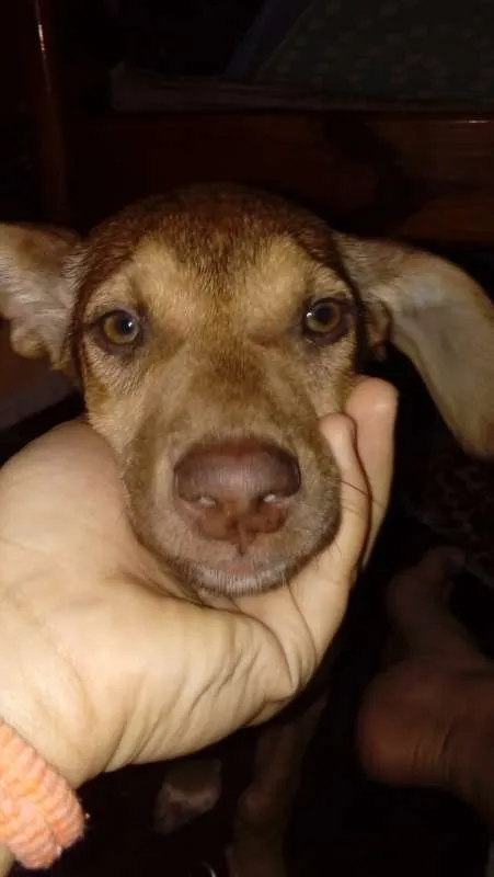 Cachorro ra a vira-lata idade 2 a 6 meses nome sem nome